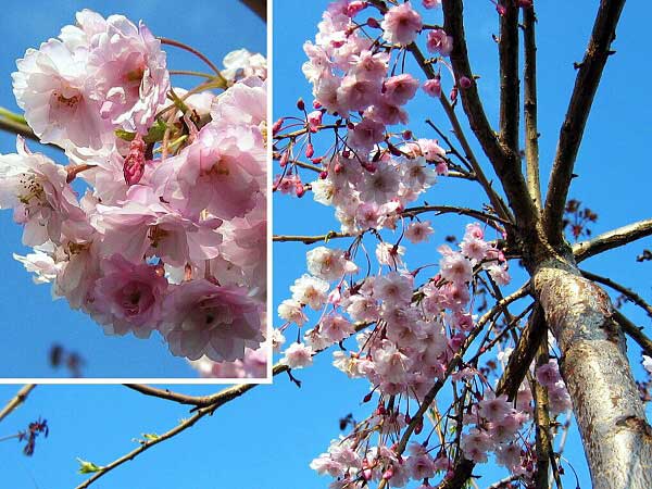 Prunus subhirtella 'Pendula Plena Rosea'  /Višeň chloupkatá/