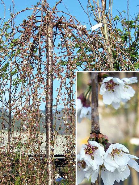 Prunus (?) Snow Fountains  /Slivoň/