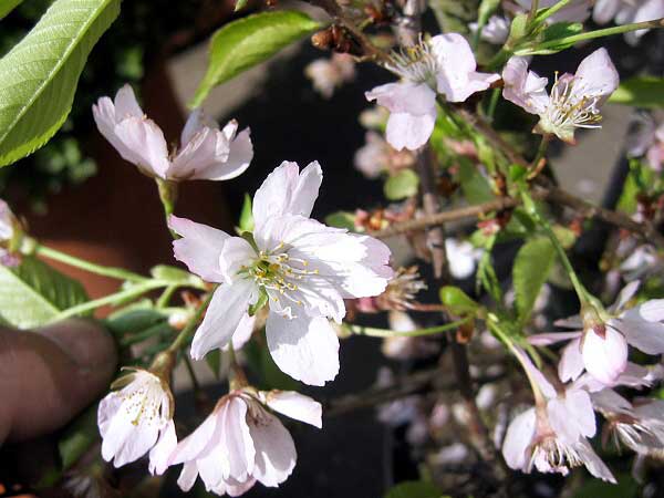 Prunus kurilensis 'Brillant'  /Slivoň kurilská/