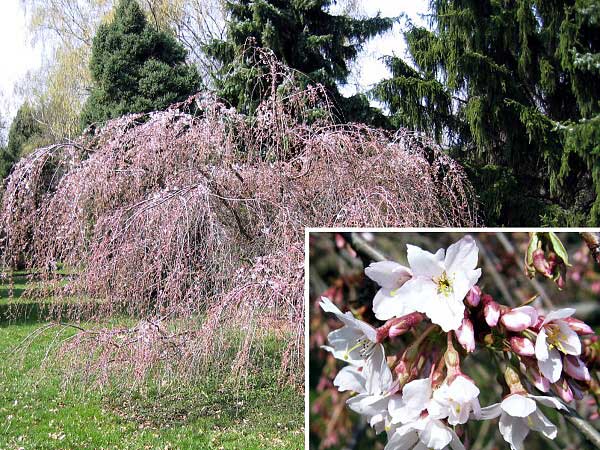 Prunus subhirtella 'Pendula'  /Višeň chloupkatá/