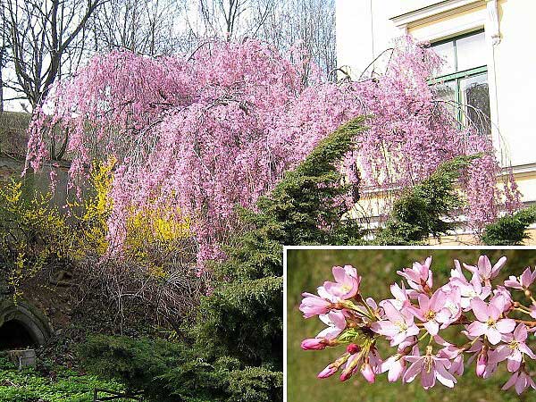 Prunus subhirtella 'Pendula Lanceolata'  /Višeň chloupkatá/