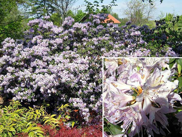 Rhododendron (hybrid) 'Blue Tit Magor'  /Pěníšník kříženec/