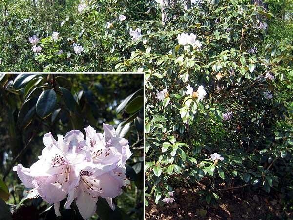 Rhododendron (hybrid) 'B De Bruin'  /Pěníšník kříženec/