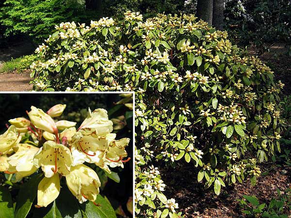 Rhododendron (hybrid) 'Canary'  /Pěníšník kříženec/