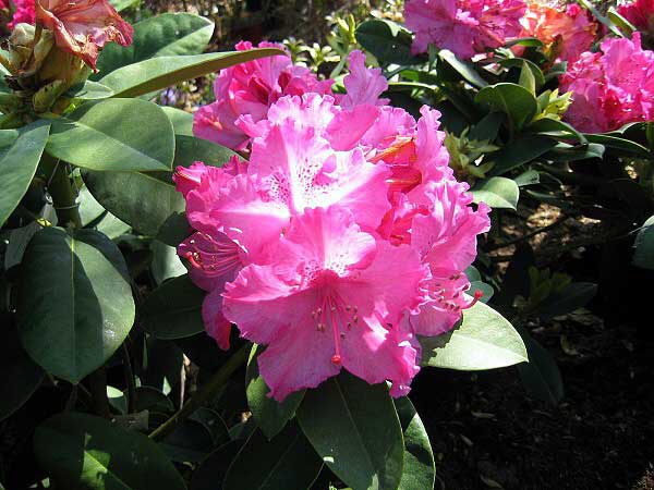 Rhododendron (hybrid) 'Germania'  /Pěníšník kříženec/