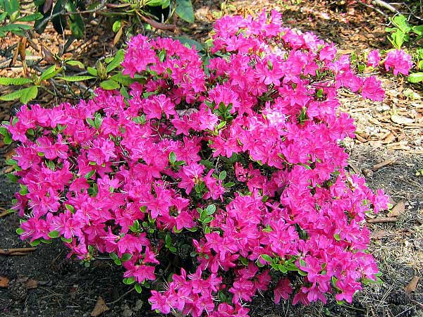 Rhododendron obtusum  /Pěnišník tupý/