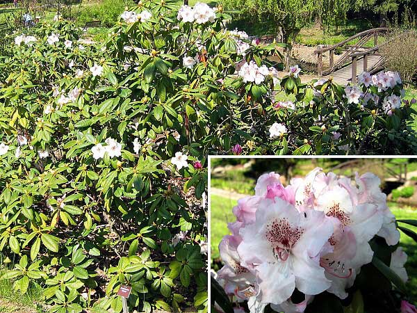 Rhododendron (hybrid) 'Simona' /Pěníšník kříženec/