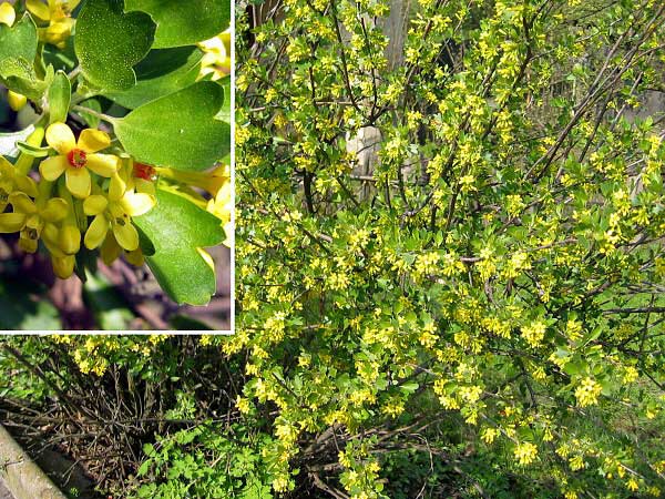 Ribes aureum  /Meruzalka zlatá/