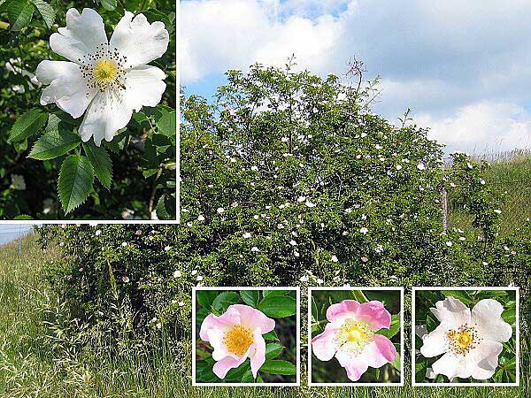 Rosa canina /Růže šípková/