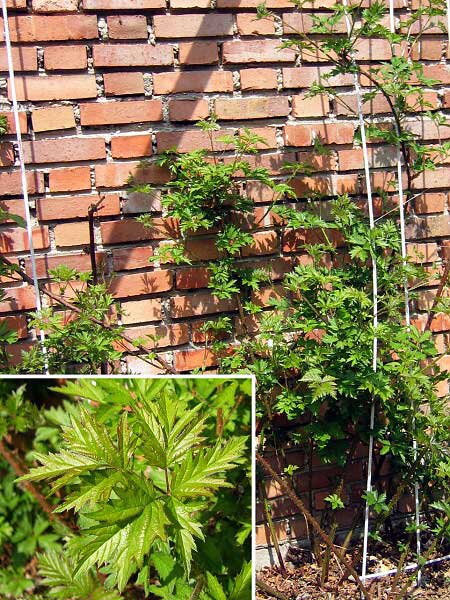 Rubus laciniatus  /Ostružiník dřípený/