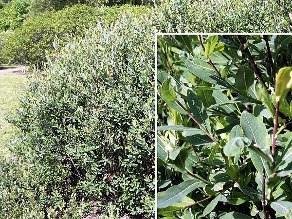 Salix daphnoides x repens  /Vrba/