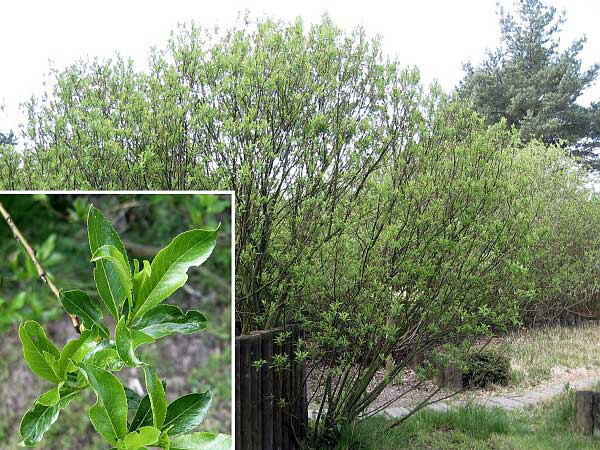 Salix grahamii  /Vrba Grahamova/