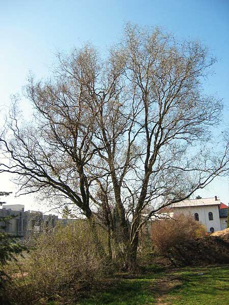 Salix matsudana 'Tortuosa'  /Vrba Matsudova/