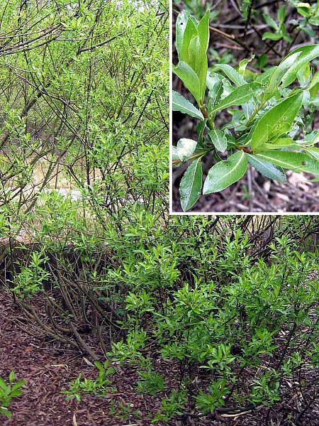 Salix melanostachys  /Vrba černokvětá/