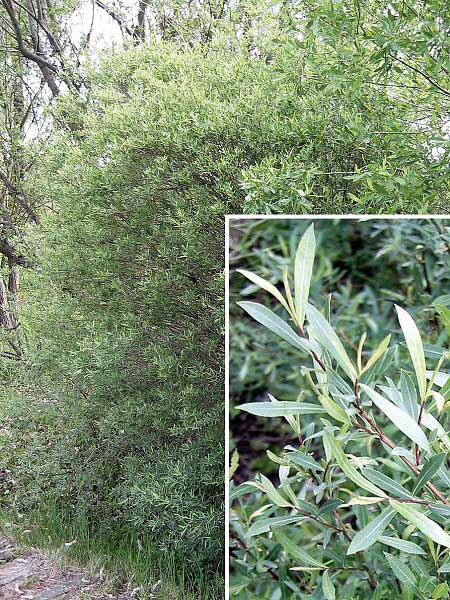 Salix purpurea 'Pendula' /Vrba nachová/