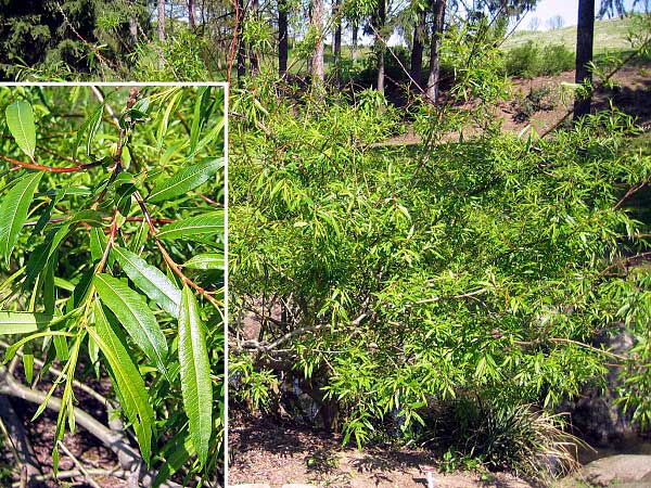 Salix sachalienensis 'Sekka' /Vrba sachalinská/