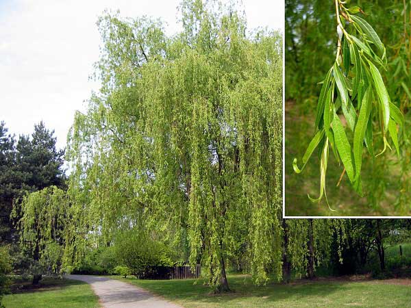 Salix x sepulcralis  /Vrba náhrobní/