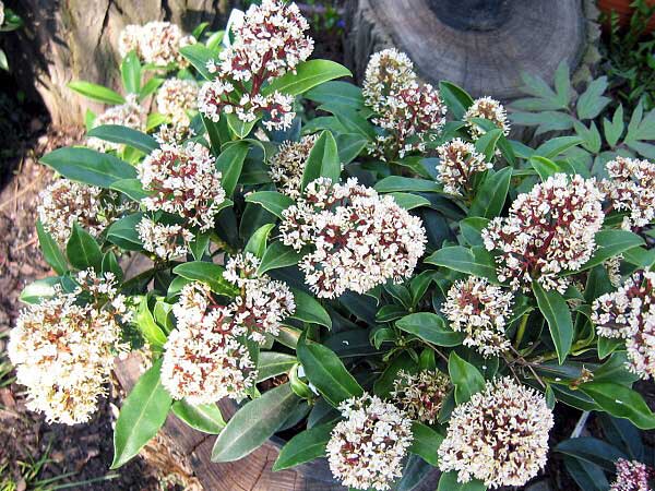 Skimmia japonica  /Skimie japonská/