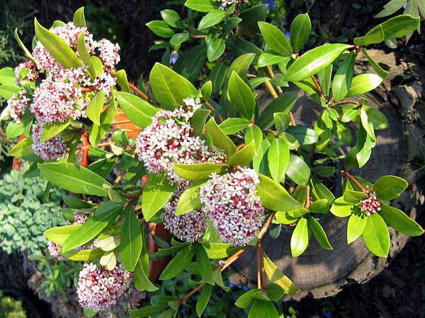 Skimmia japonica 'Kew White'  /Skimie japonská/