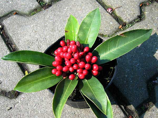 Skimmia reevesiana /Skimie /