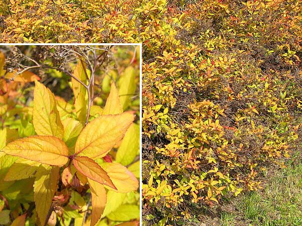 Spiraea x bumalda 'Goldflame'  /Tavolník nízký/