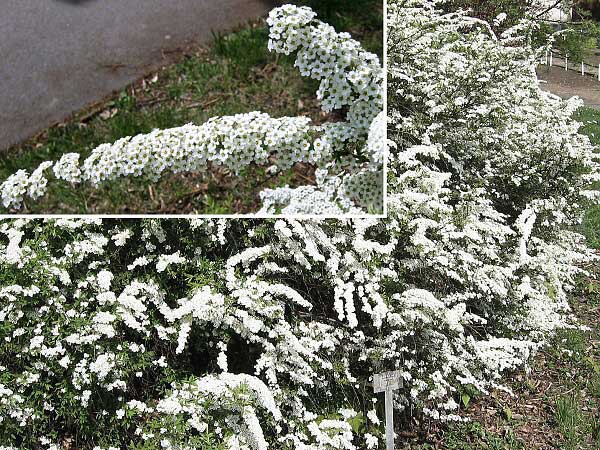 Spiraea x cinerea 'Grefsheim'  /Tavolník popelavý/