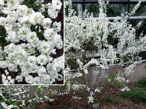 Spiraea prunifolia  /Tavolník třešňolistý/