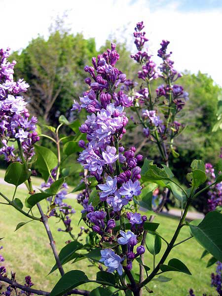 Syringa vulgaris 'Perle von Stuttgart'  /Šeřík obecný/