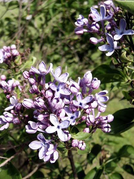 Syringa vulgaris 'Firmamer'  /Šeřík obecný/