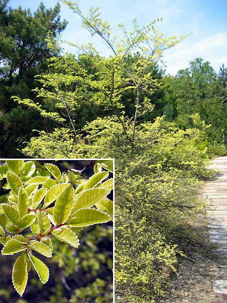 Ulmus parvifolia 'Geisha'  /Jilm drobnolistý/