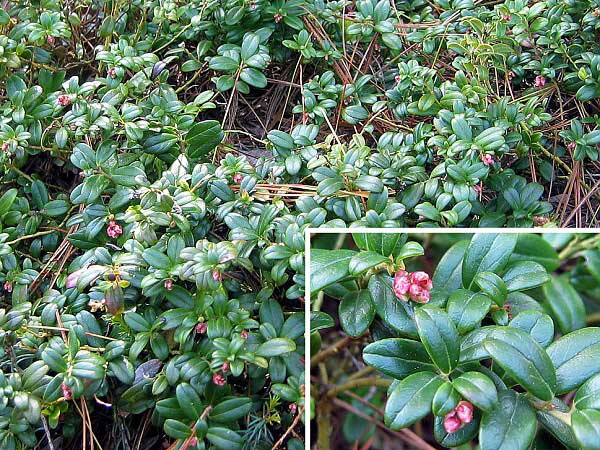 Vaccinium vitis-idaea  /Brusinka obecná/