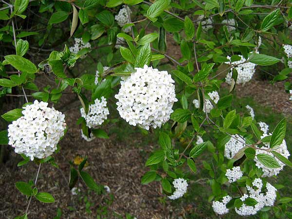 Viburnum x burkwoodii  /Kalina Burkwoodova/