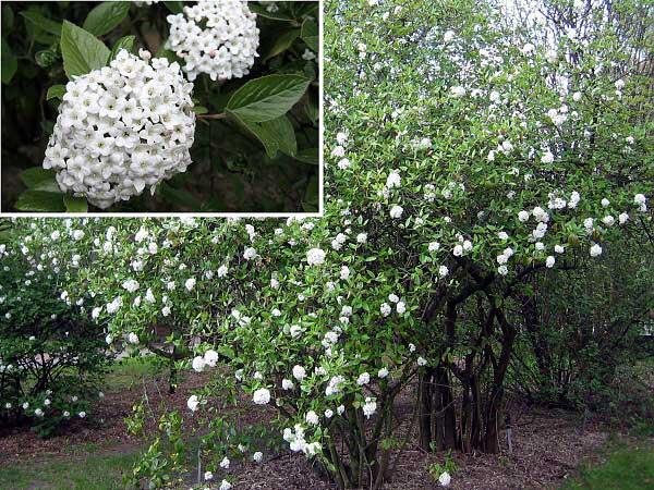 Viburnum x burkwoodii /Kalina Burkwoodova/