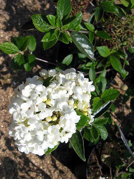 Viburnum (?) 'Eskymo'  /Kalina/