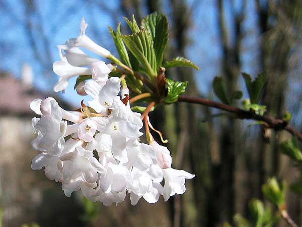 Viburnum farreri  /Kalina vonná/