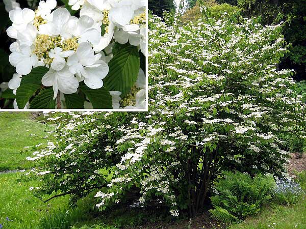 Viburnum plicatum 'Mariesii' /Kalina japonská/