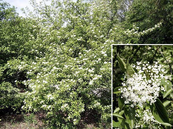 Viburnum prunifolium /Kalina višňolistá/