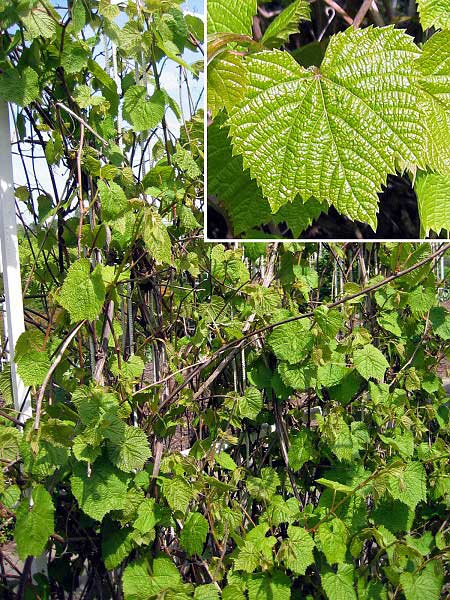 Vitis vulpina  /Réva/