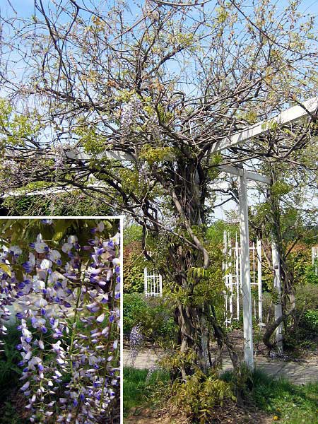 Wisteria floribunda 'Issai'  /Vistárie květnatá/