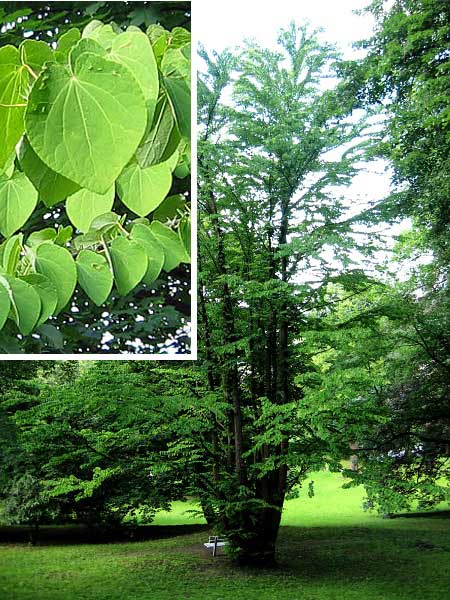 Cercidiphyllum japonicum /Zmarličník japonský /