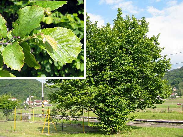 Corylus avellana  /Líska obecná/