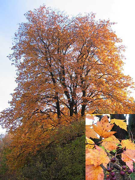 Crataegus pinnatifida /Hloh peřenoklaný/