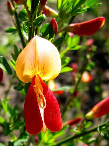 Cytisus scoparius 'Venesse'  /Čilimník - janovec metlatý/