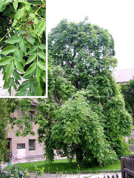 Fraxinus excelsior 'Pendula'  /Jasan ztepilý/