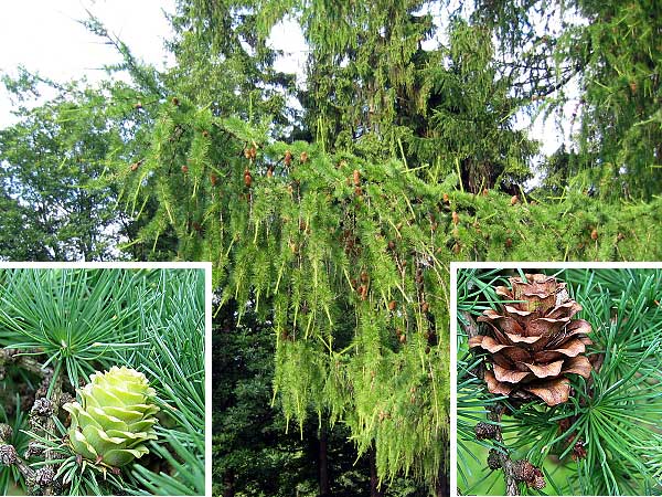 Larix kaempferi  /Modřín Kaempferův/