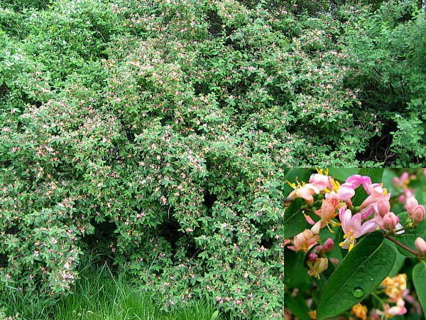 Lonicera tatarica  /Zimolez tatarský/