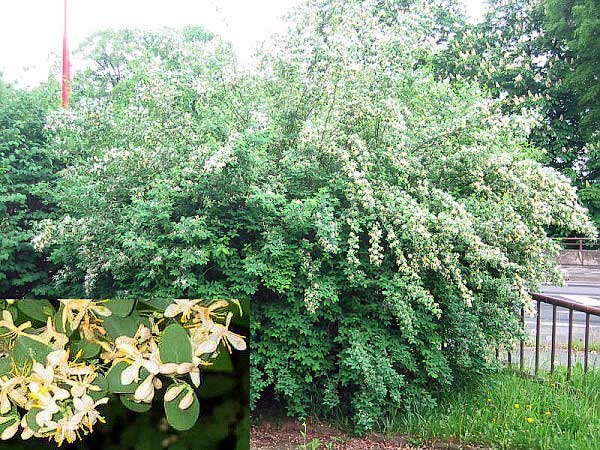 Lonicera xylosteum  /Zimolez obecný/