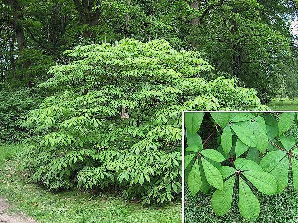 Aesculus x glaucescens /Jírovec šedozelený/