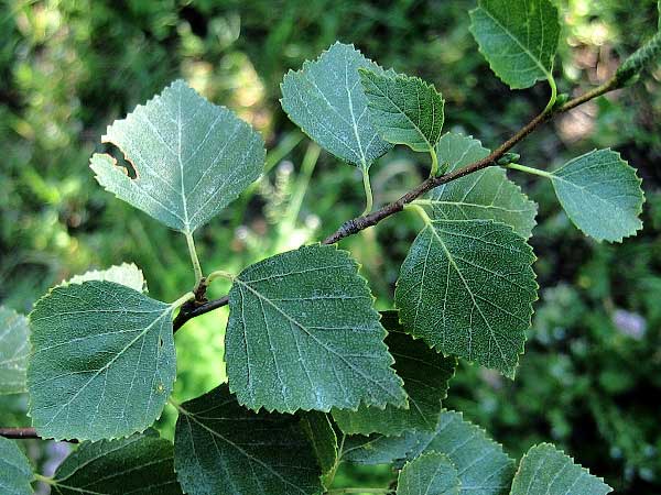 Betula sugwanita /Bříza/