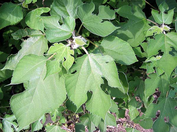 Broussonetia papyrifera  /Bruzonécie papírová/